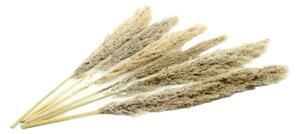 Sušená pampová tráva - natural Kus: 1
