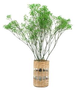 Stabilizované kvety Gypsophila - zelená