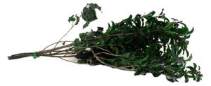 Stabilizované rastliny - Pittosporum zelený