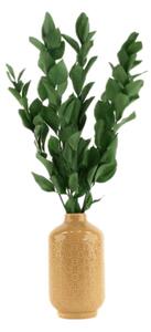 Stabilizované rastliny ruscus - zelená Kus: 1