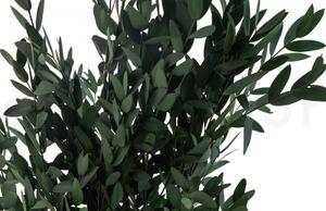 Stabilizovaný eukalyptus Parvifolia - zelený