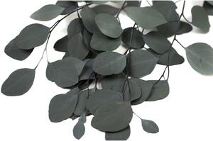 Stabilizovaný Eucalyptus Populus - zelený
