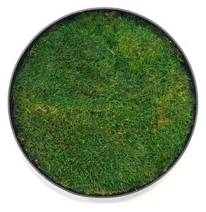 Machový obraz - Kruh s plochý machom Veľkosť rámu: 40cm