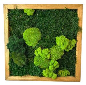 Machový obraz štvorec so stabilizovaným machom Druh rámu: 50x50cm