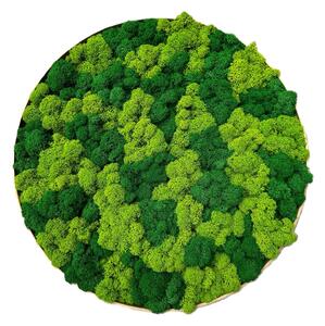 Machový obraz - Kruh lišajník mix Veľkosť rámu: 40cm