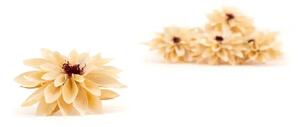 Stabilizované kvety Dahlia - Champagne