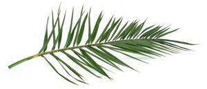 Stabilizovaný palmový list - Phoenix - zelená