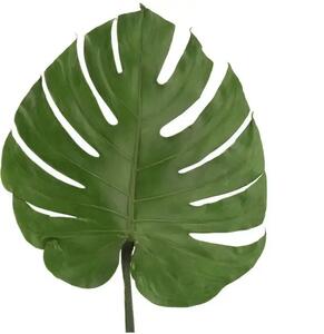Stabilizovaný list - Monstera