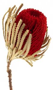 Sušené kvety - Banksia - červená
