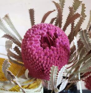 Sušené kvety - Banksia - ružová