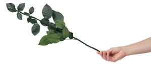 Stabilizovaná stonka a kalich ruže Veľkosť: Stonka 30 cm