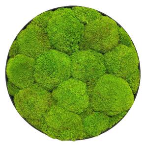 Machový obraz - Kruh - Ball moss Veľkosť rámu: 40cm