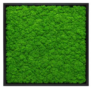 Machový obraz - štvorec mini - lišajník Veľkosť: 20x20cm