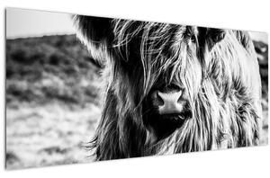 Obraz - Highland - Škótska krava (120x50 cm)