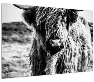 Obraz - Highland - Škótska krava (90x60 cm)
