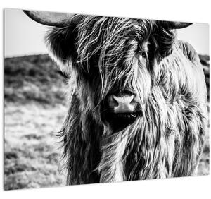 Sklenený obraz - Highland - Škótska krava (70x50 cm)