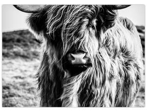 Obraz - Highland - Škótska krava (70x50 cm)