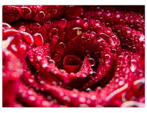 Sklenený obraz kvetu červenej ruže (70x50 cm)