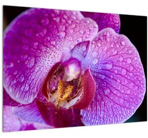 Detailný sklenený obraz kvetu orchidey (70x50 cm)