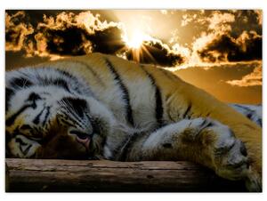 Sklenený obraz spiaceho tigra (70x50 cm)