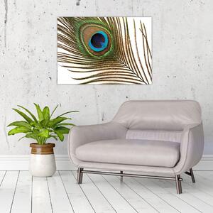 Sklenený obraz pávieho peria (70x50 cm)
