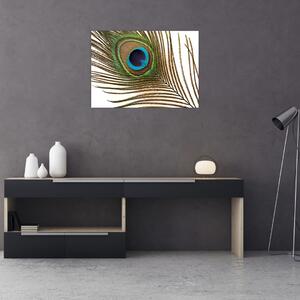 Sklenený obraz pávieho peria (70x50 cm)