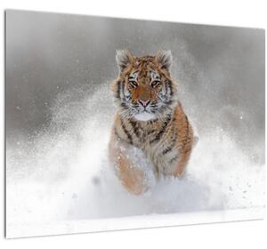 Sklenený obraz bežiaceho tigra v snehu (70x50 cm)