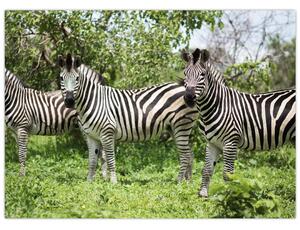 Sklenený obraz so zebrami (70x50 cm)