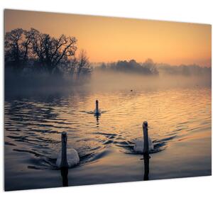 Sklenený obraz labutí na vode v hmle (70x50 cm)