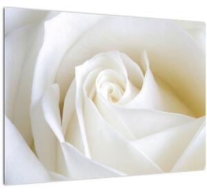 Sklenený obraz biele ruže (70x50 cm)