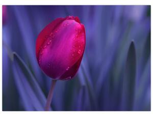 Sklenený obraz pupete tulipánu (70x50 cm)