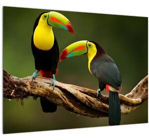 Sklenený obraz sediacich tukanov, Costa Rica (70x50 cm)