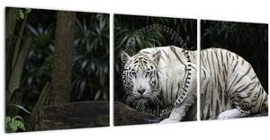 Obraz - Tiger albín (s hodinami) (90x30 cm)