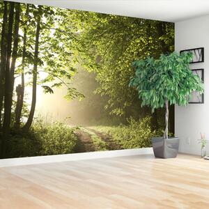 Fototapeta Vliesová Lesná cesta 152x104 cm