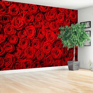 Fototapeta Vliesová Červené ruže 104x70 cm