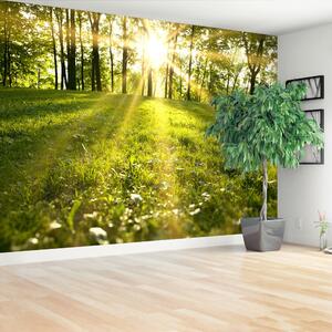 Fototapeta Vliesová Lesné slnko 152x104 cm