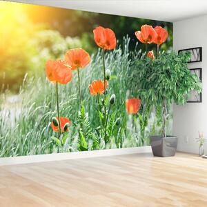 Fototapeta Vliesová Makové kvety 104x70 cm