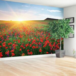 Fototapeta Vliesová Makové polia 104x70 cm