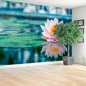 Fototapeta Vliesová Ružový lotos 104x70 cm