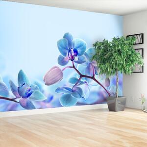 Fototapeta Vliesová Tropické orchidey 104x70 cm