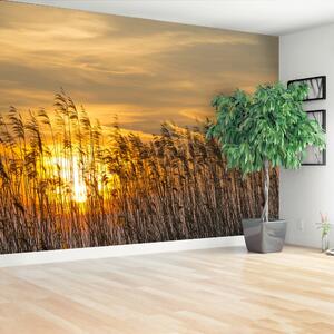 Fototapeta Vliesová Reed sun 152x104 cm