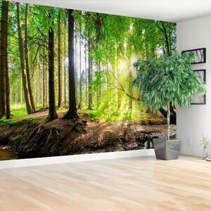 Fototapeta Vliesová Les slnko 104x70 cm