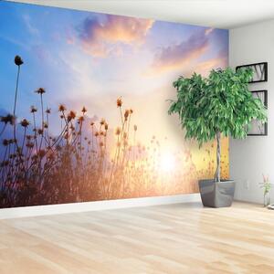 Fototapeta Vliesová Lúčne kvety 250x104 cm