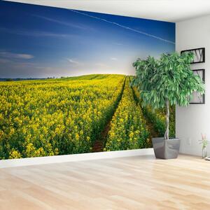 Fototapeta Vliesová Repková pole 104x70 cm