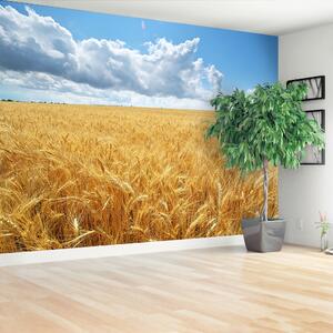Fototapeta Vliesová Pšeničné polia 152x104 cm