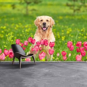 Fototapeta Vliesová Psie tulipány 104x70 cm