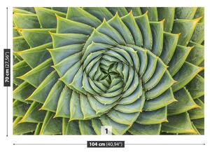 Fototapeta Vliesová Aloe symmetry 104x70 cm