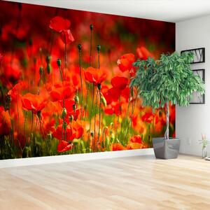 Fototapeta Vliesová Lúka mak 250x104 cm
