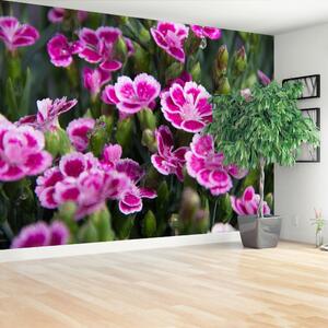 Fototapeta Vliesová Ružové kvety 152x104 cm