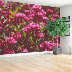 Fototapeta Vliesová Ružové ruže 152x104 cm